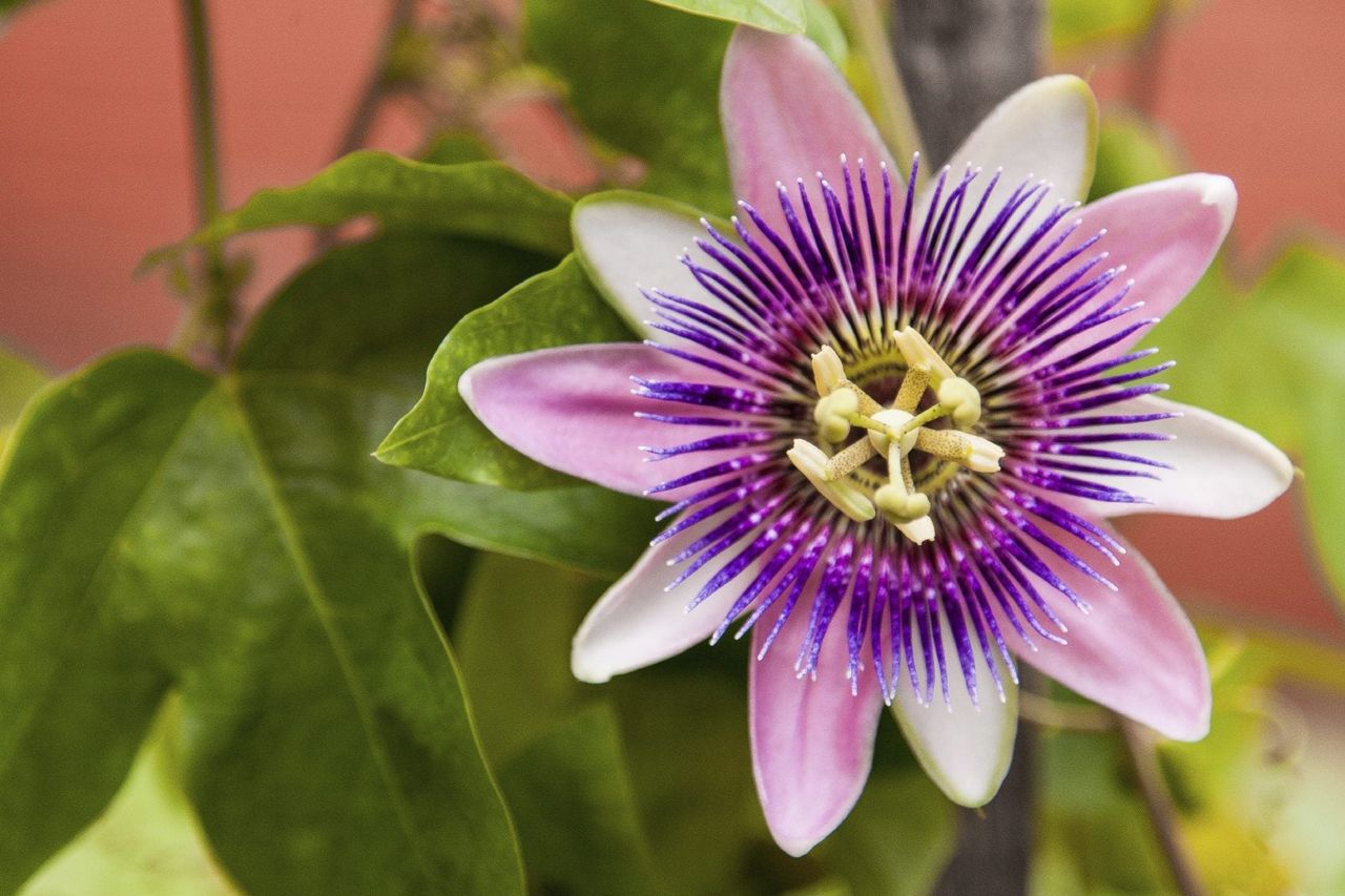 Purple Passion Flower