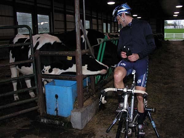 Warming up with the cows for company