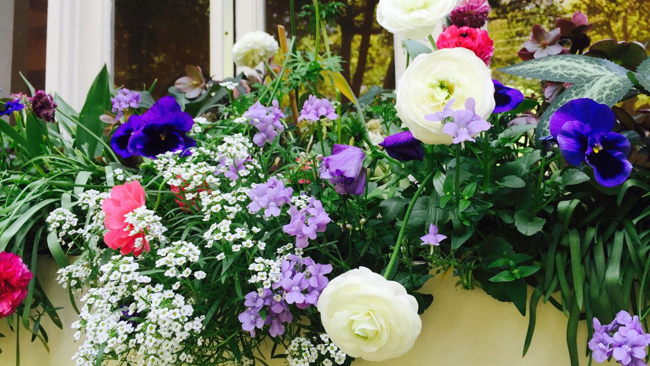 window box with spring flowers