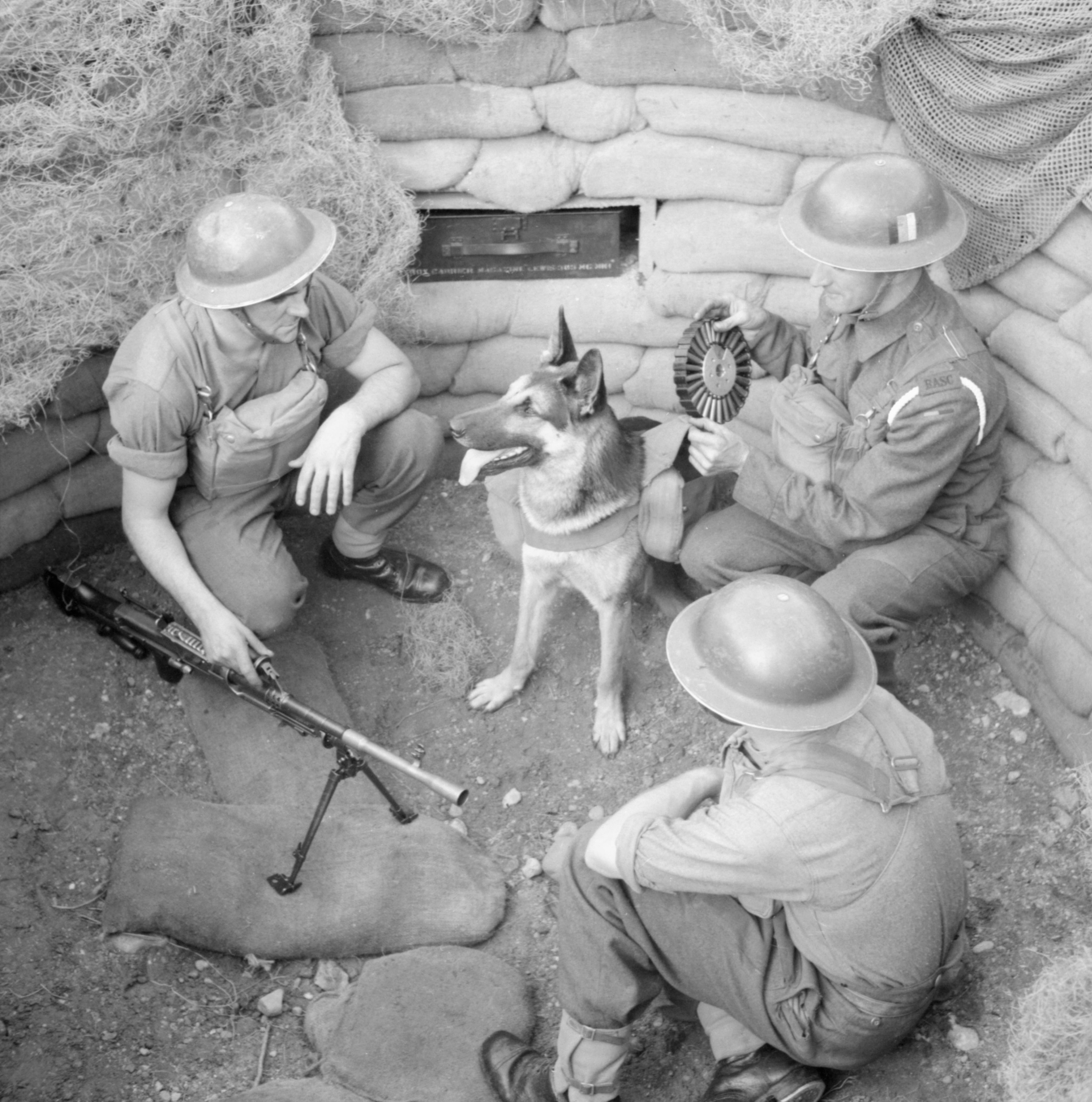 Three soldiers and a German shepherd in a circular trench