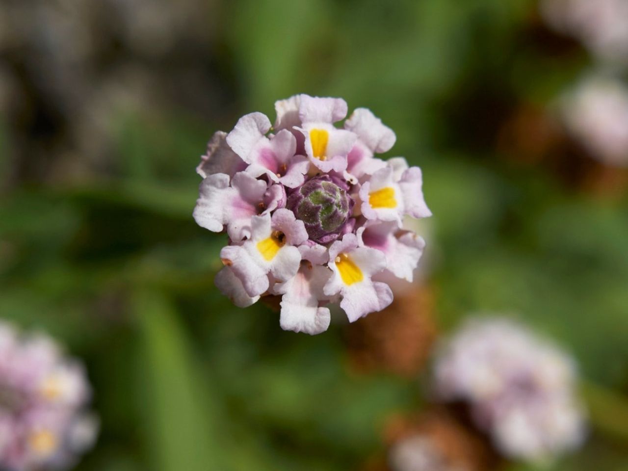 Flowering Frog Fruit Plant