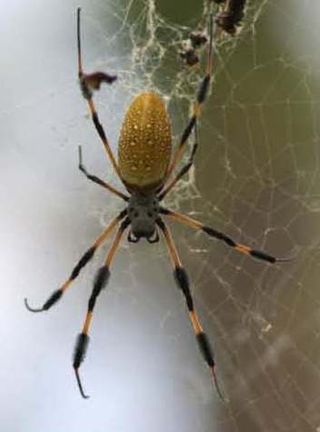 Monday, October 31, 2011: Happy Halloween from SPACE.com! This spider, a female Nephila clavipes (golden orb spider), shown here in her web, is of the same type as two spiders who flew to the International Space Station in May 2011. Those two arachnids, dubbed Gladys and Esmeralda by astronaut Cady Coleman, were part of a scientific investigation called Commercial Generic Bioprocessing Apparatus Science Insert-05, or CSI-05, followed by students the world over. Intriguingly, the golden orb spider usually spins a three dimensional, asymmetric web on Earth, but in space they spin more circular webs. — Tom Chao