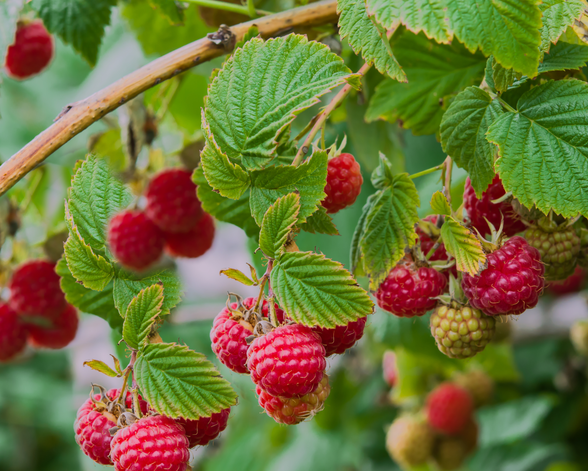 Red raspberries on a bramble