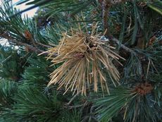 Diplodia Tip Blight Brown Needles On Pine Tree