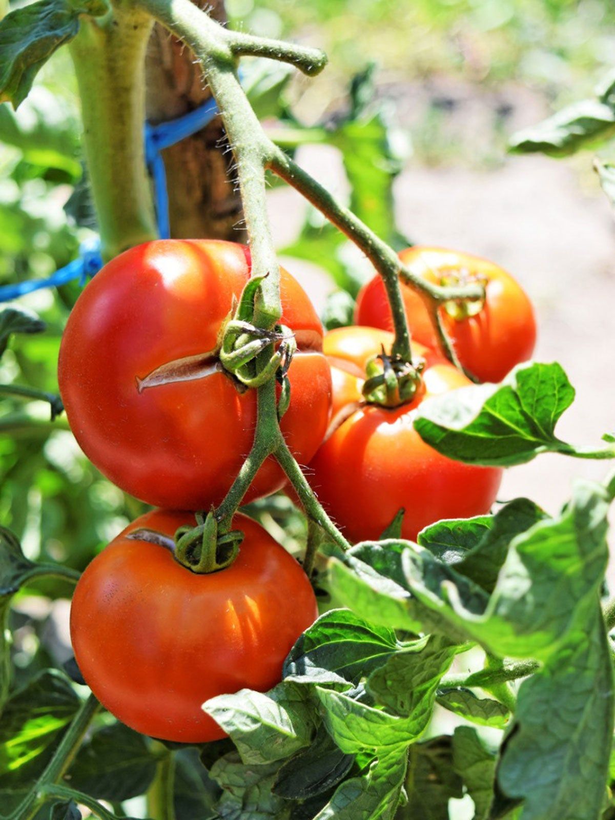 Tomato Plant