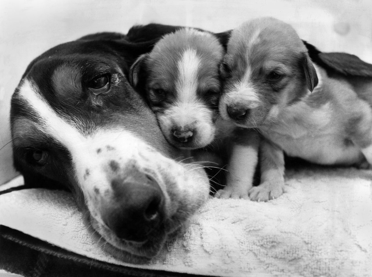 Black-and-white close-up photograph of a mother dog lying beside two young puppies, all resting together on a blanket.
