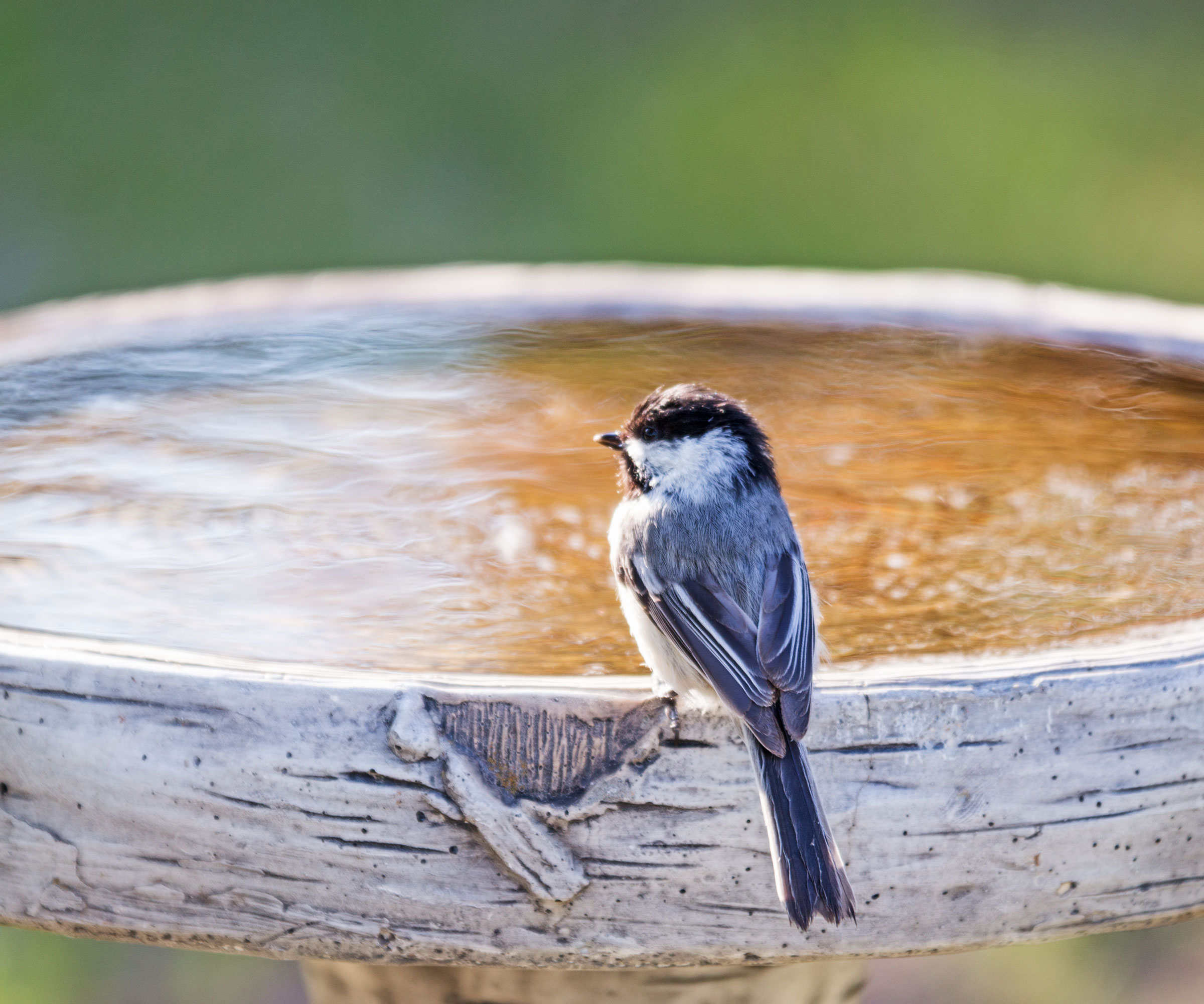 chickadee perched on edge of bird bath filled with water