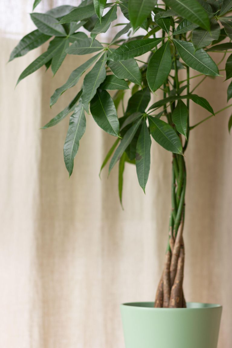 Money tree care get the best out of this exotic houseplant Homes
