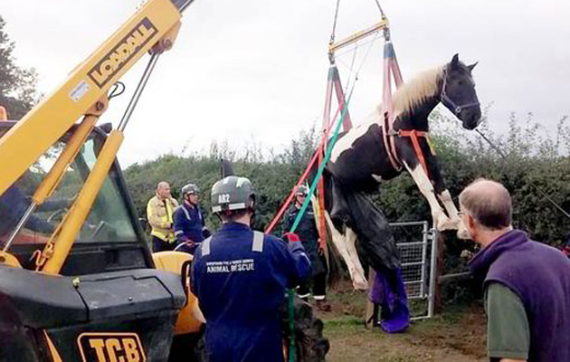 horse-rescue-1.jpg