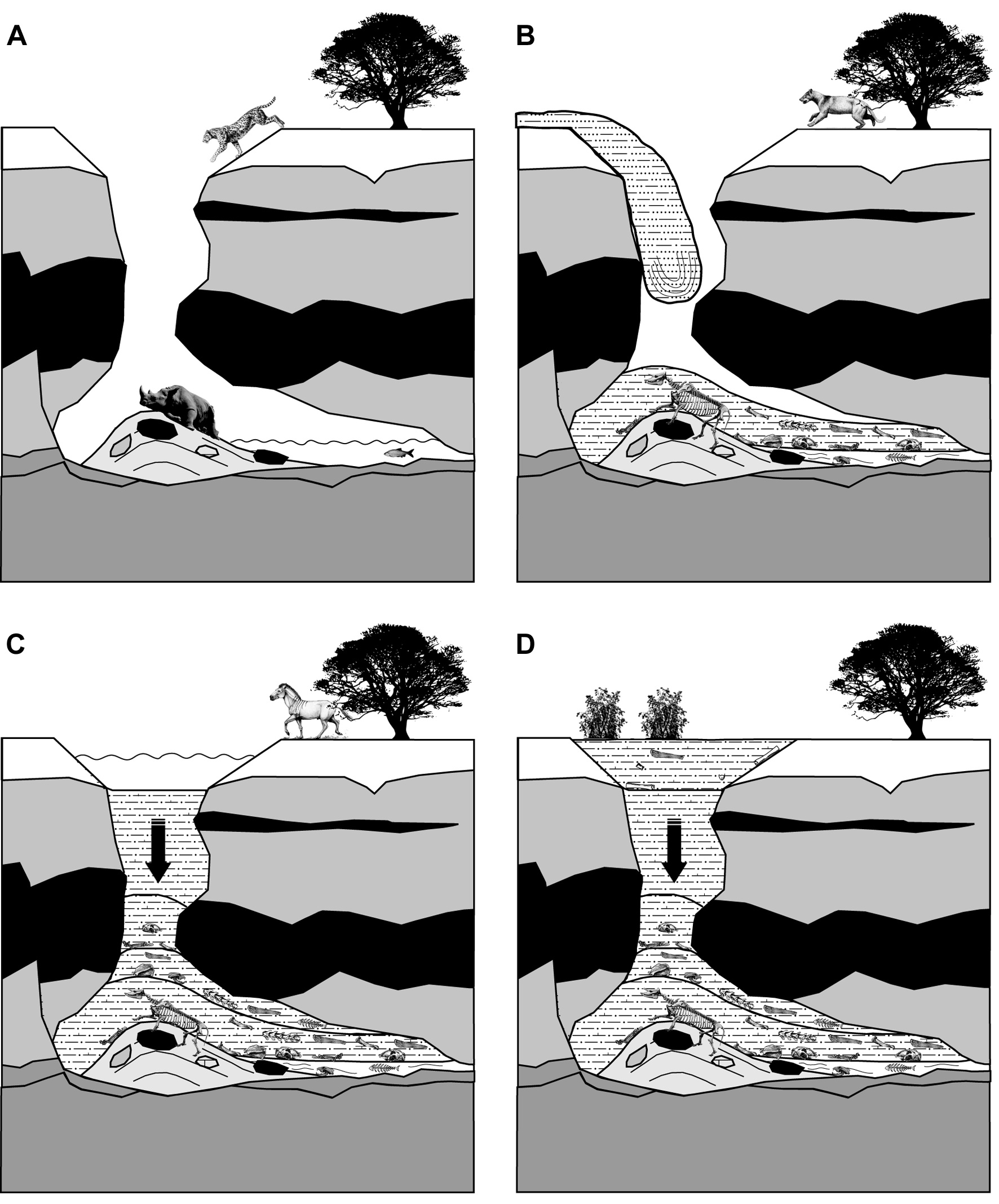An illustration of the processes that occurred at the killer cave over time