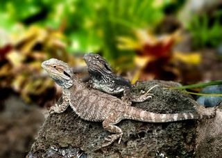 The tuatara ( Sphenodon punctatus) is the only member of the rhynchocephalian group alive today, and it lives only in New Zealand.