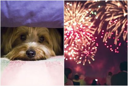 Dogs hate fireworks