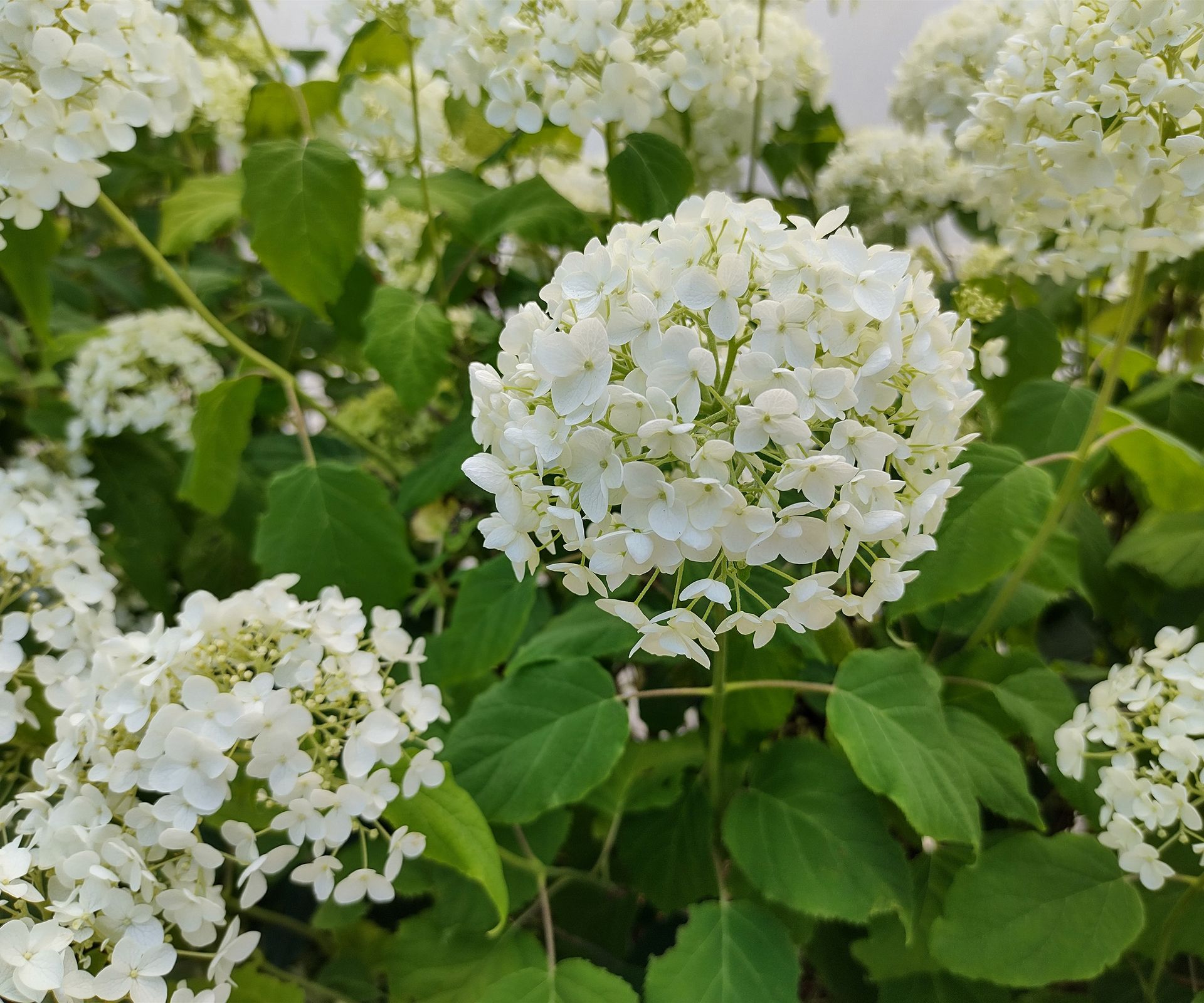 Hydrangea arborescens 'Annabelle'