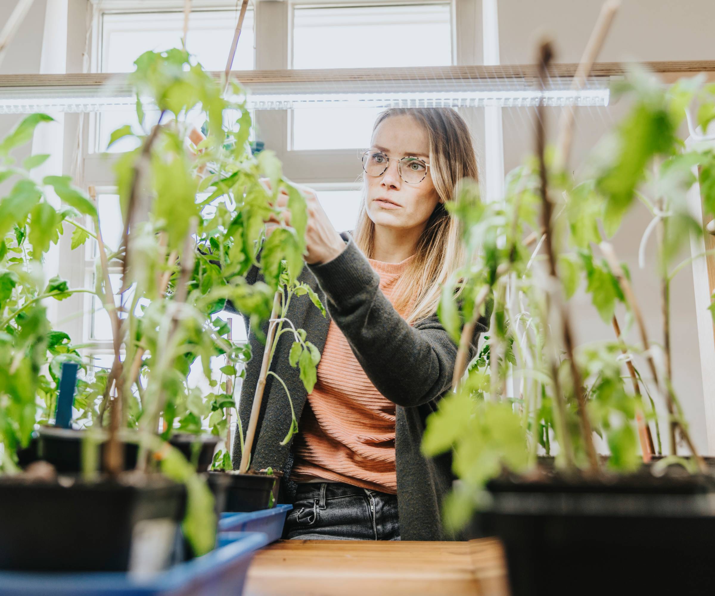 A woman tends to tomato plants under grow lights