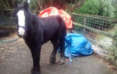 RSPCA-story-1.jpg