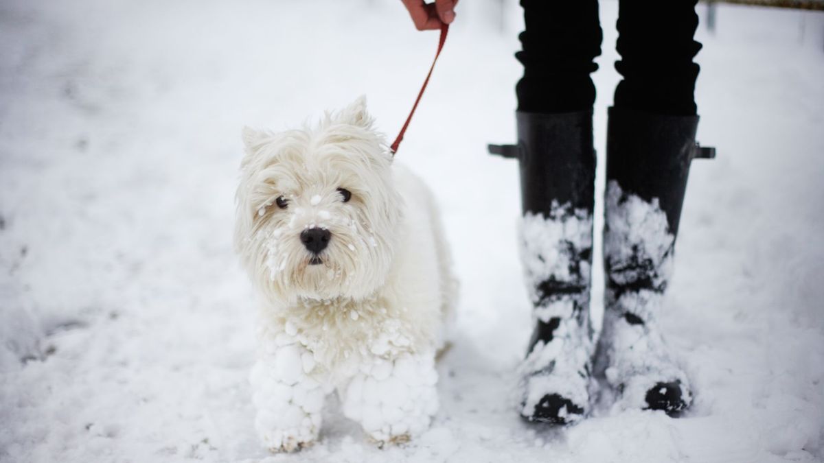 Dog outdoors in the snow