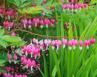 bleeding hearts recently mulched to preserve moisture in roots