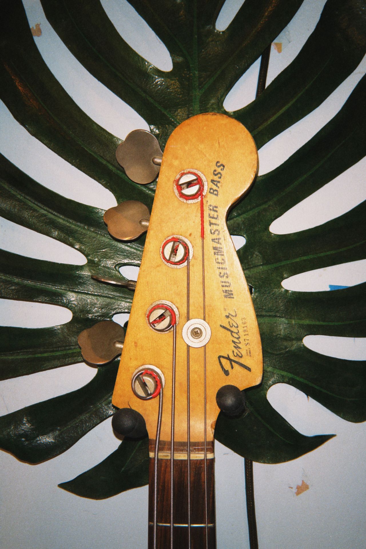 Pachyman bass