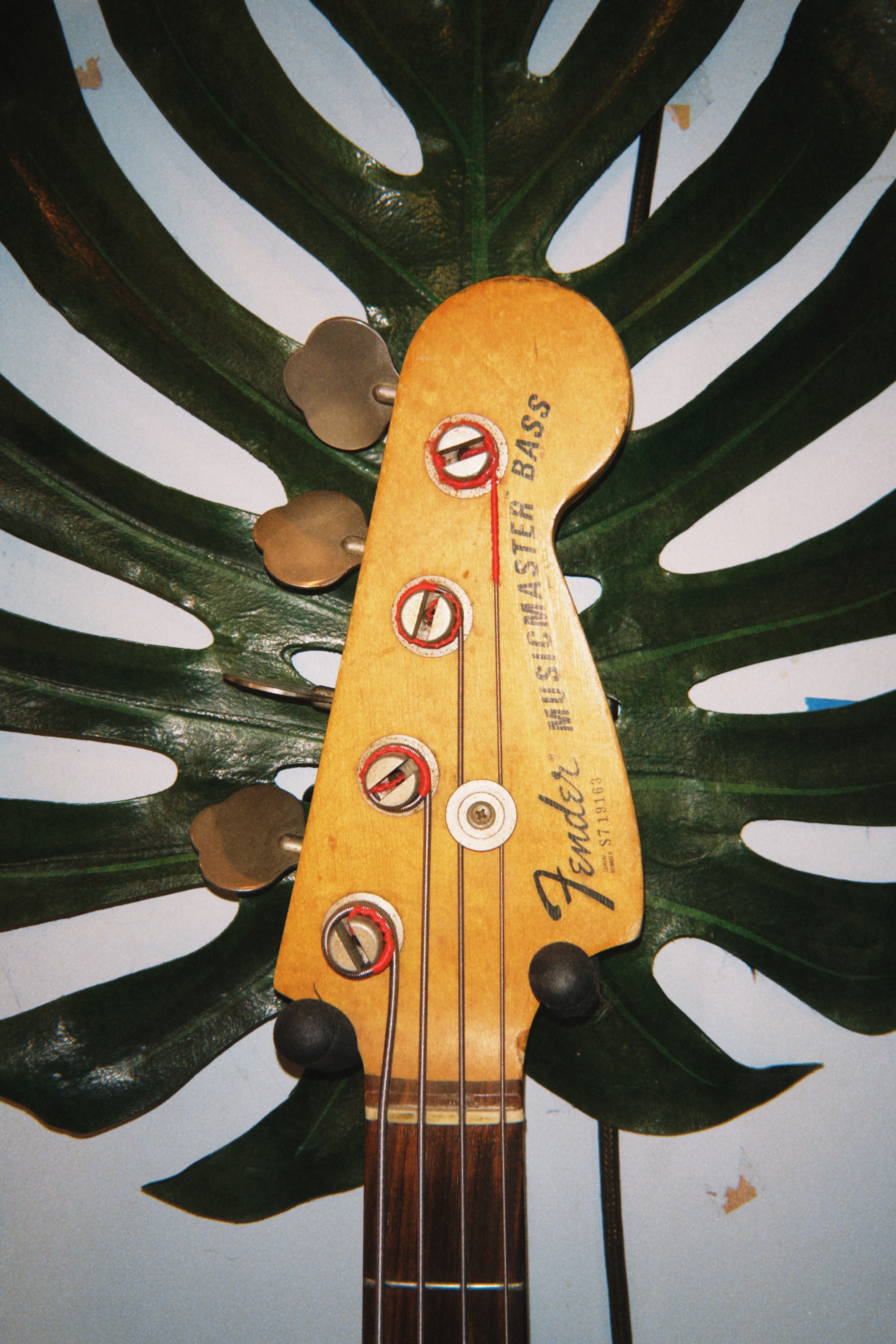 Pachyman bass