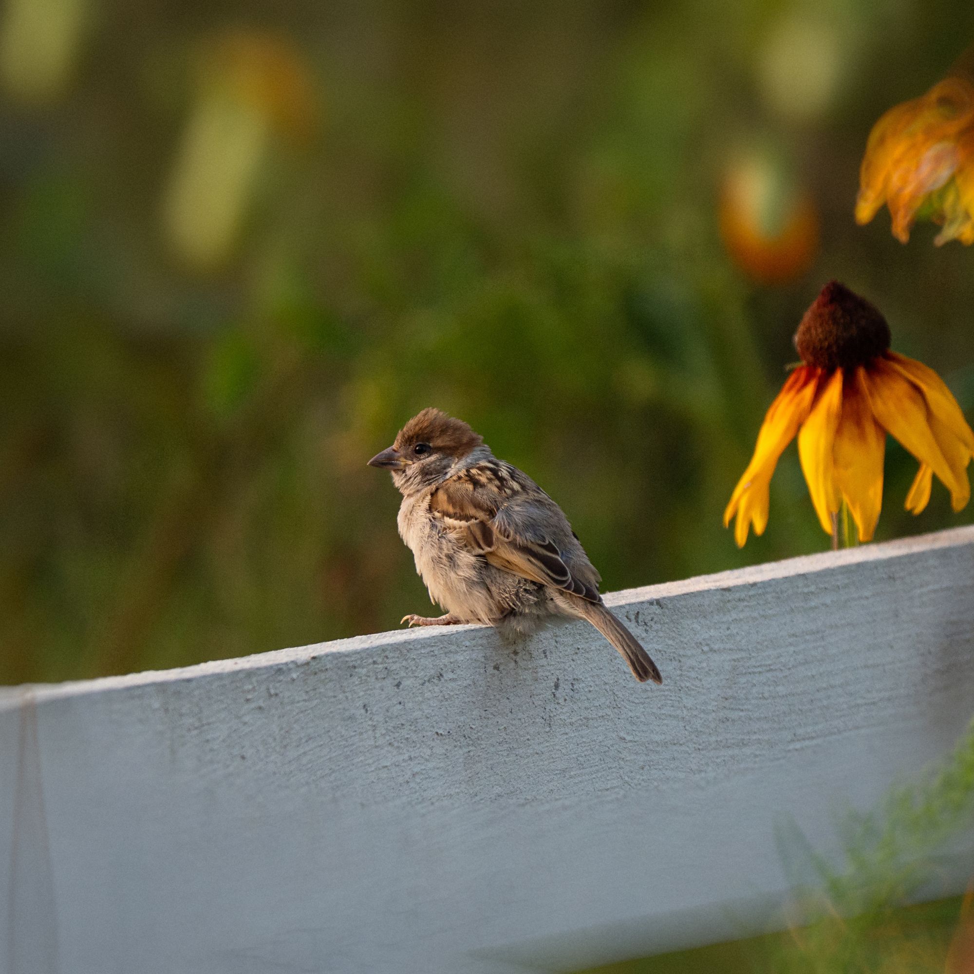 House sparrow sitting on fence next to coneflowers