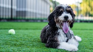 Bernedoodle lying on grass