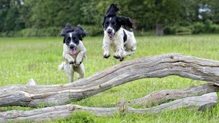 Two English springer spaniels jumping over log