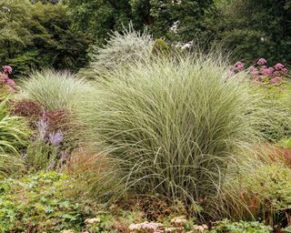 Miscanthus sinensis ‘Morning Light’