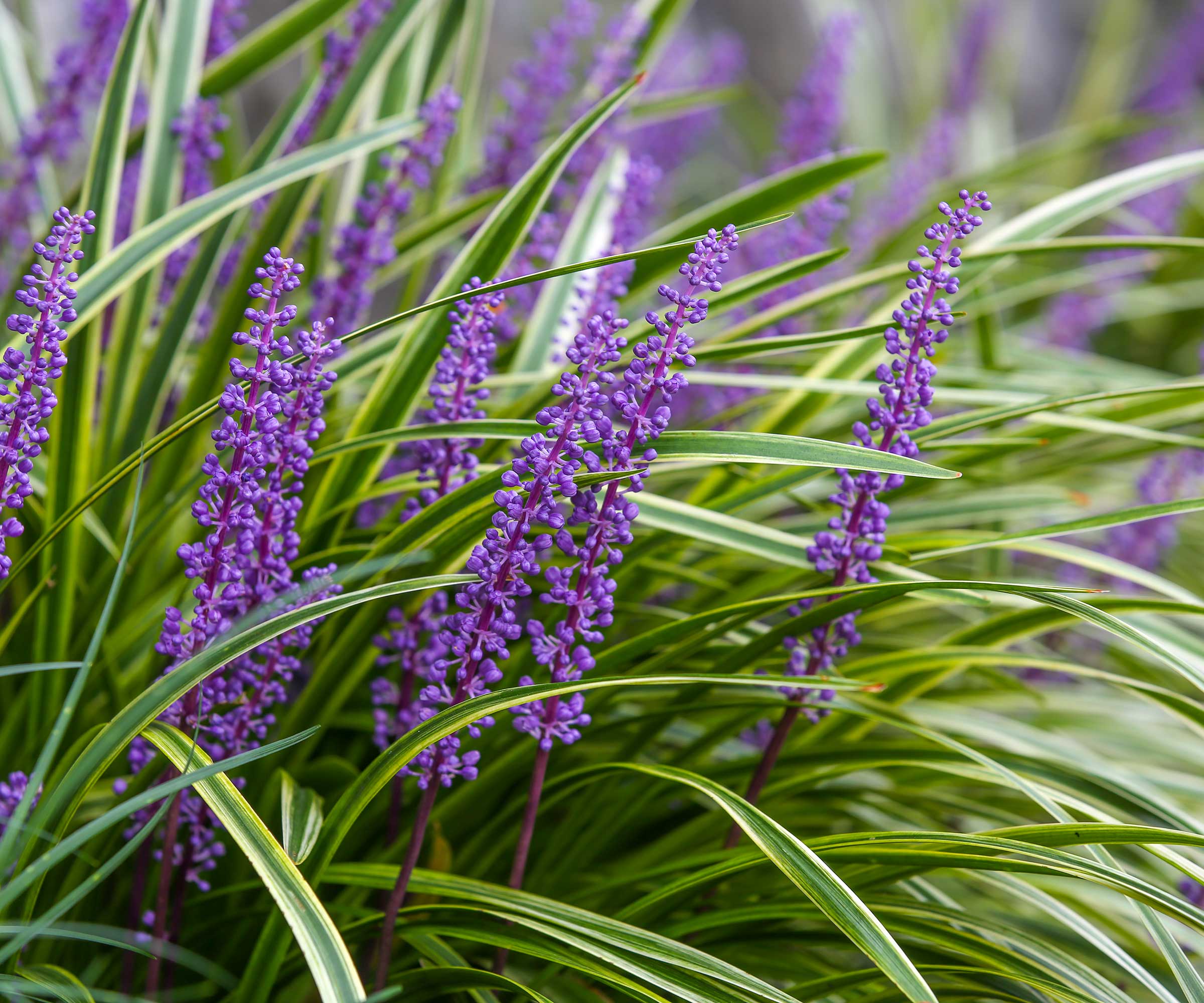 flowering Liriope muscari