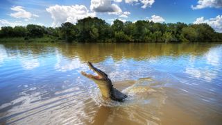 A crocodile springs out of the water in Adelaide, Australia.