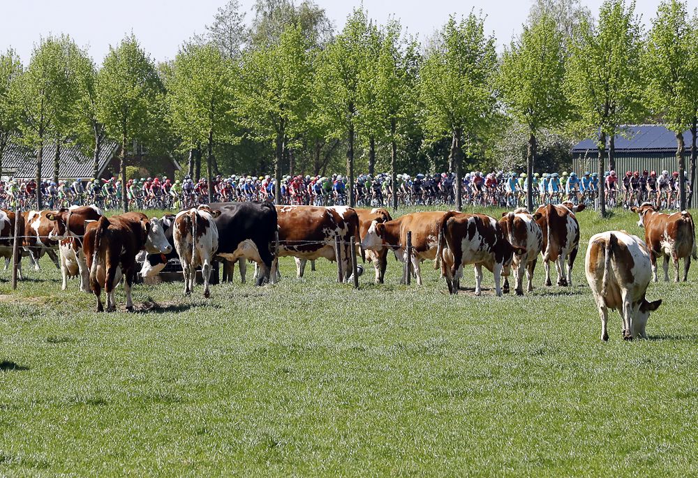 The peloton passes some local livestock in the Netherlands.