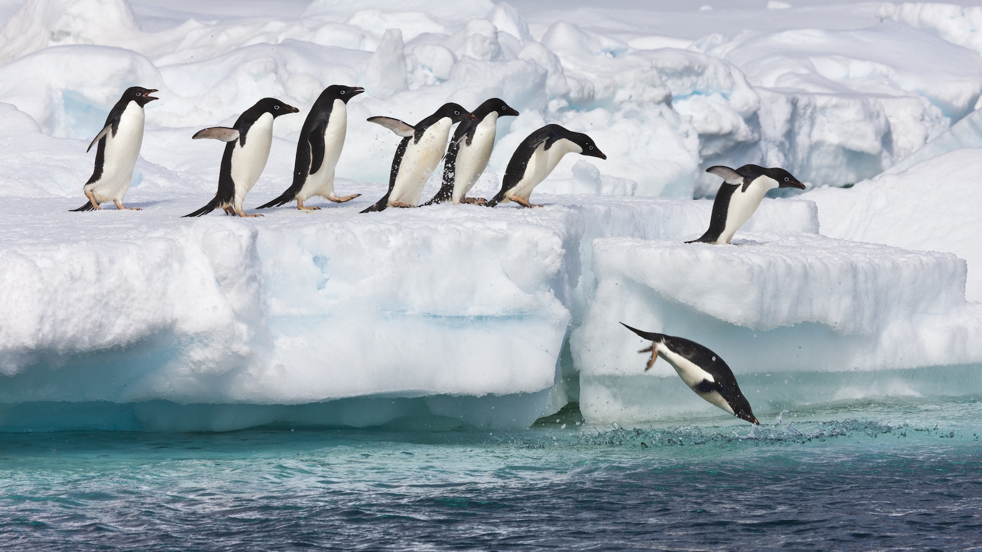 A group of penguins dives from the ice into the water