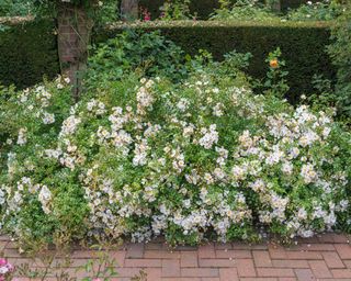 partridge ground cover rose in garden