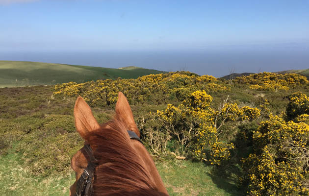 goldenhorsehoepollyfeature.jpg