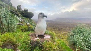 a wandering albatross chick standing in a nest with mountains in the background