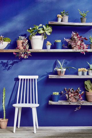 mediterranean gardens: shelves on brightly colored wall