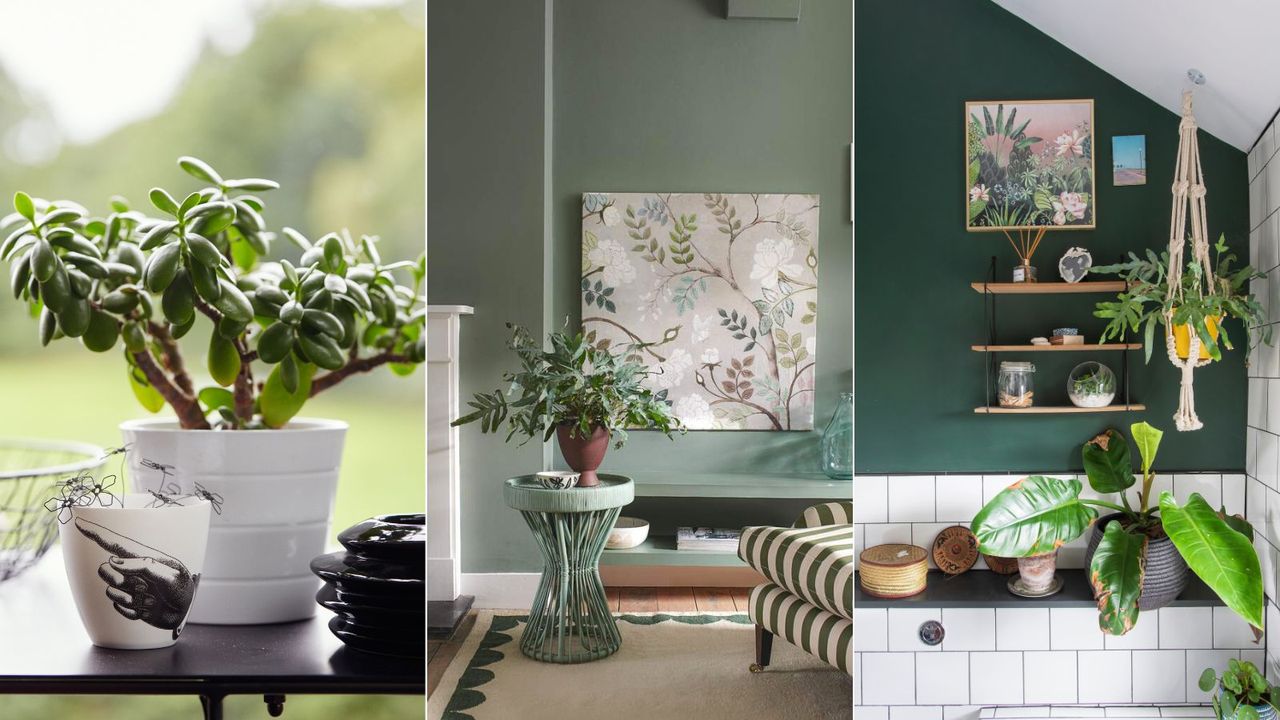 A selection of three feng shui plants 