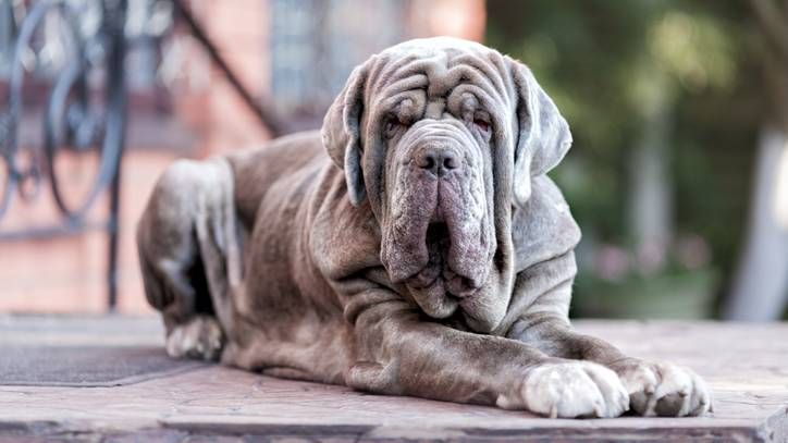 10 Different Types Of Mastiff Breeds To Know Petsradar