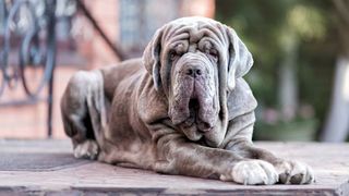 Neapolitan Mastiff