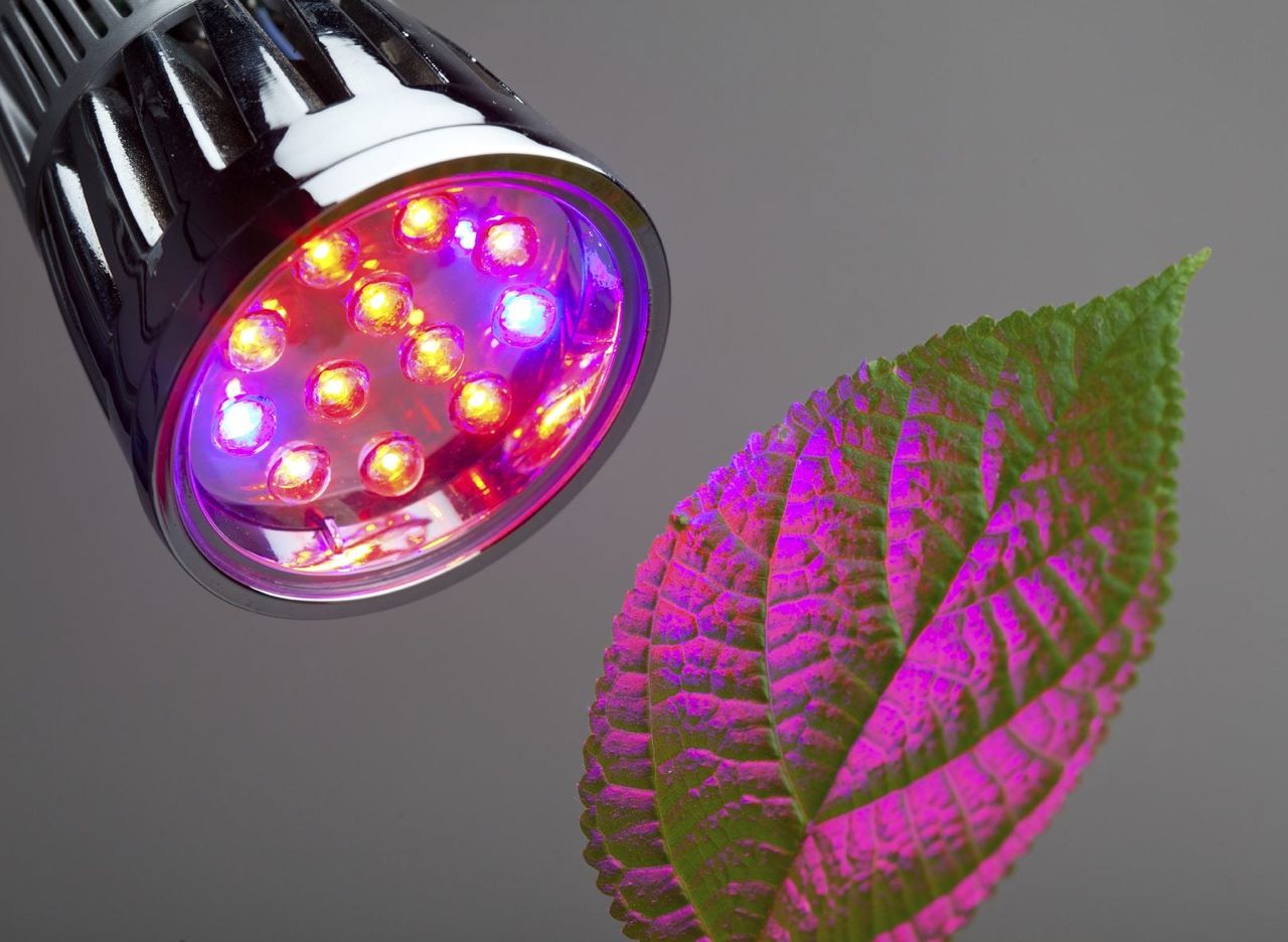 Plant Leaf Underneath A Red-Blue Light