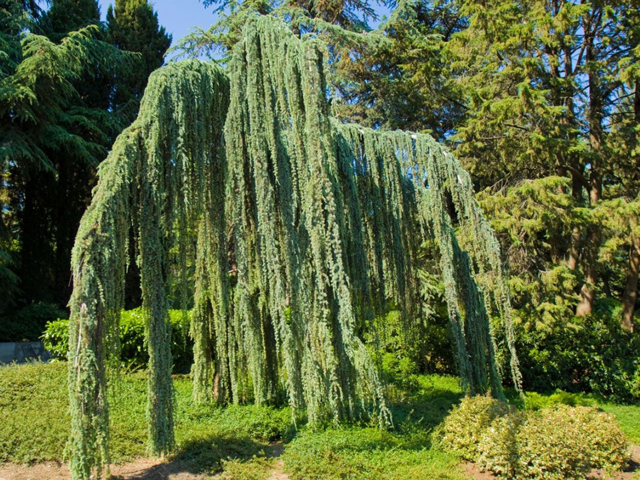 Large Green Conifer Tree