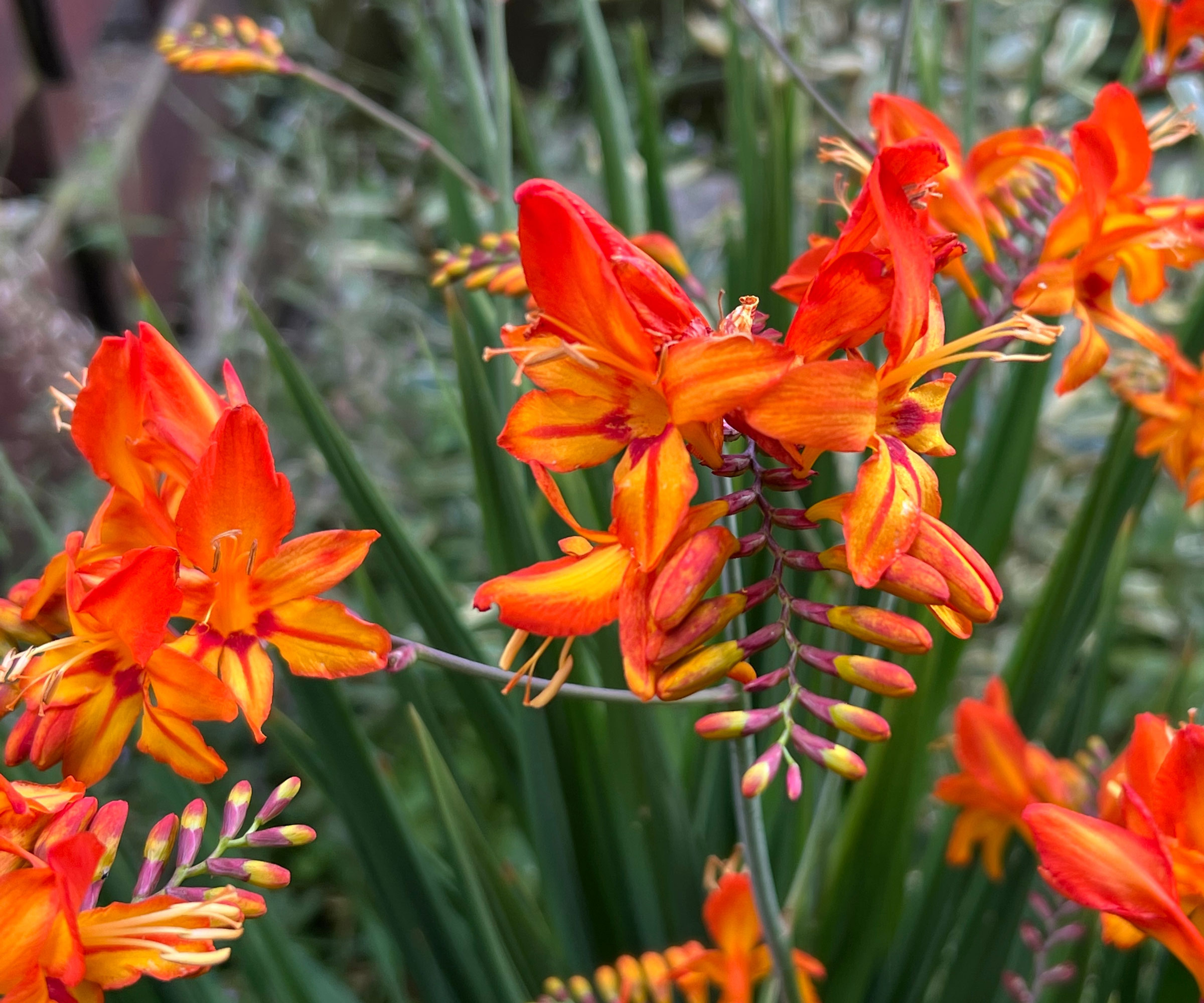 crocosmia plants with bright red flowers
