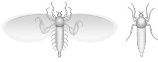 Male and female strashilid fly illustration