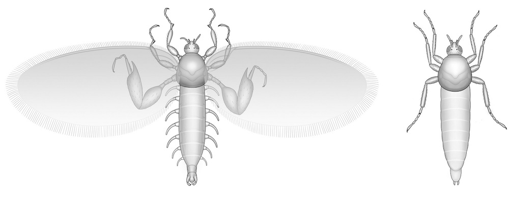 Male and female strashilid fly illustration