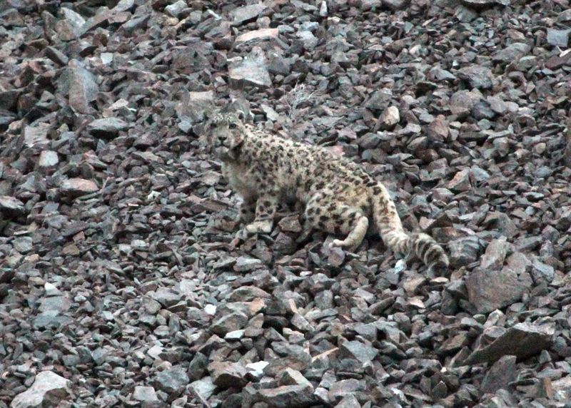 A snow leopard in Afghanistan.