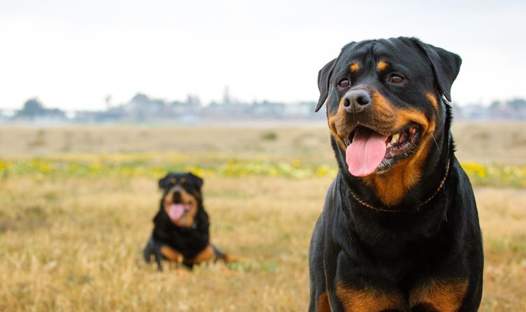 Two Rottweiler dogs