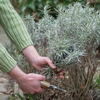 Pruning a lavender hedge