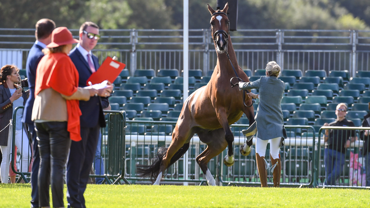 burghley trot-up 2019
