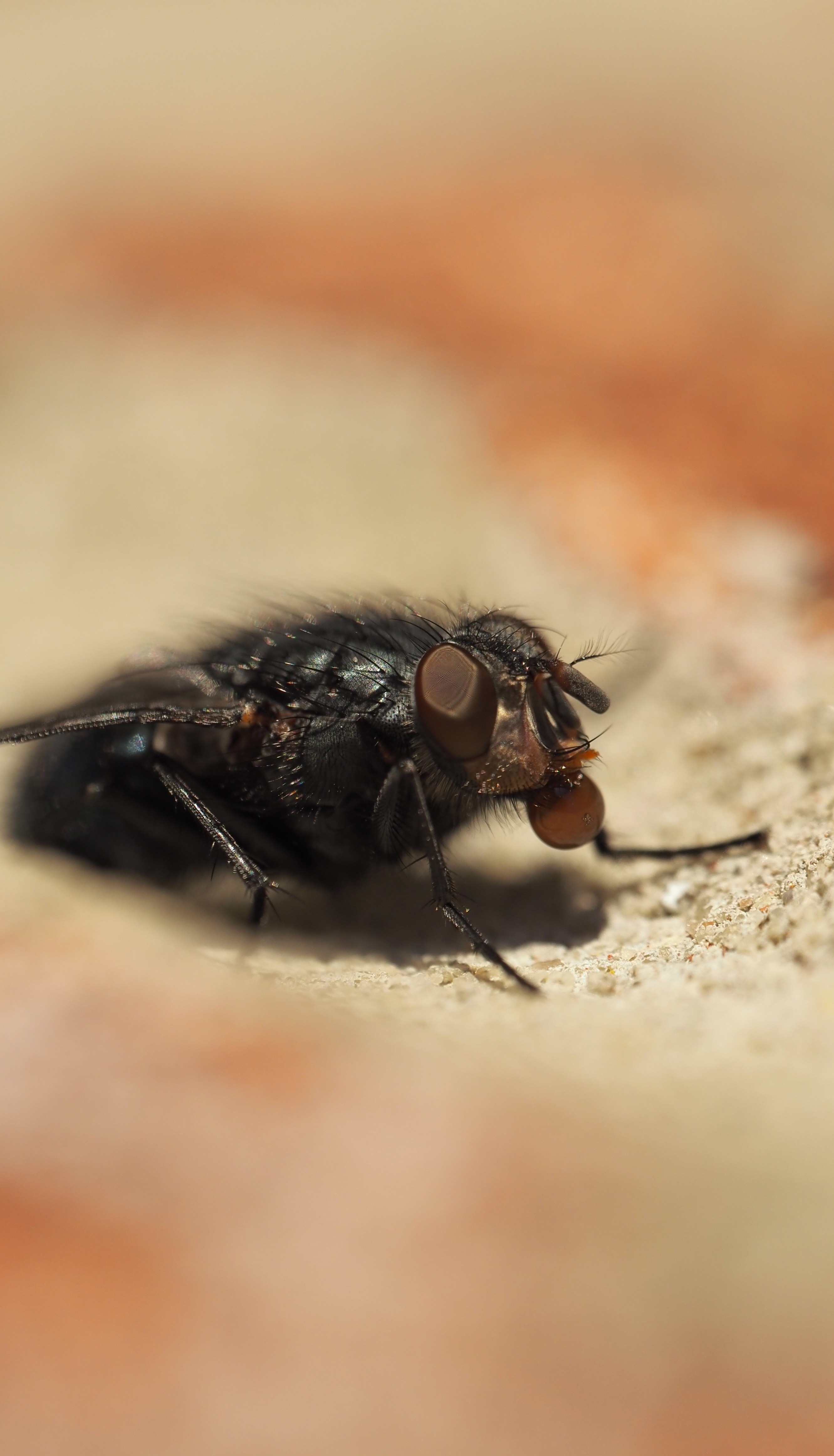 GuruShots - February 2026