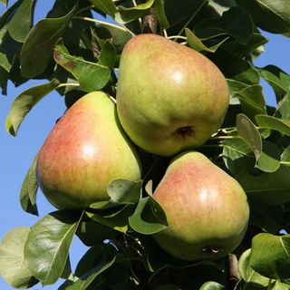 Small fruit trees