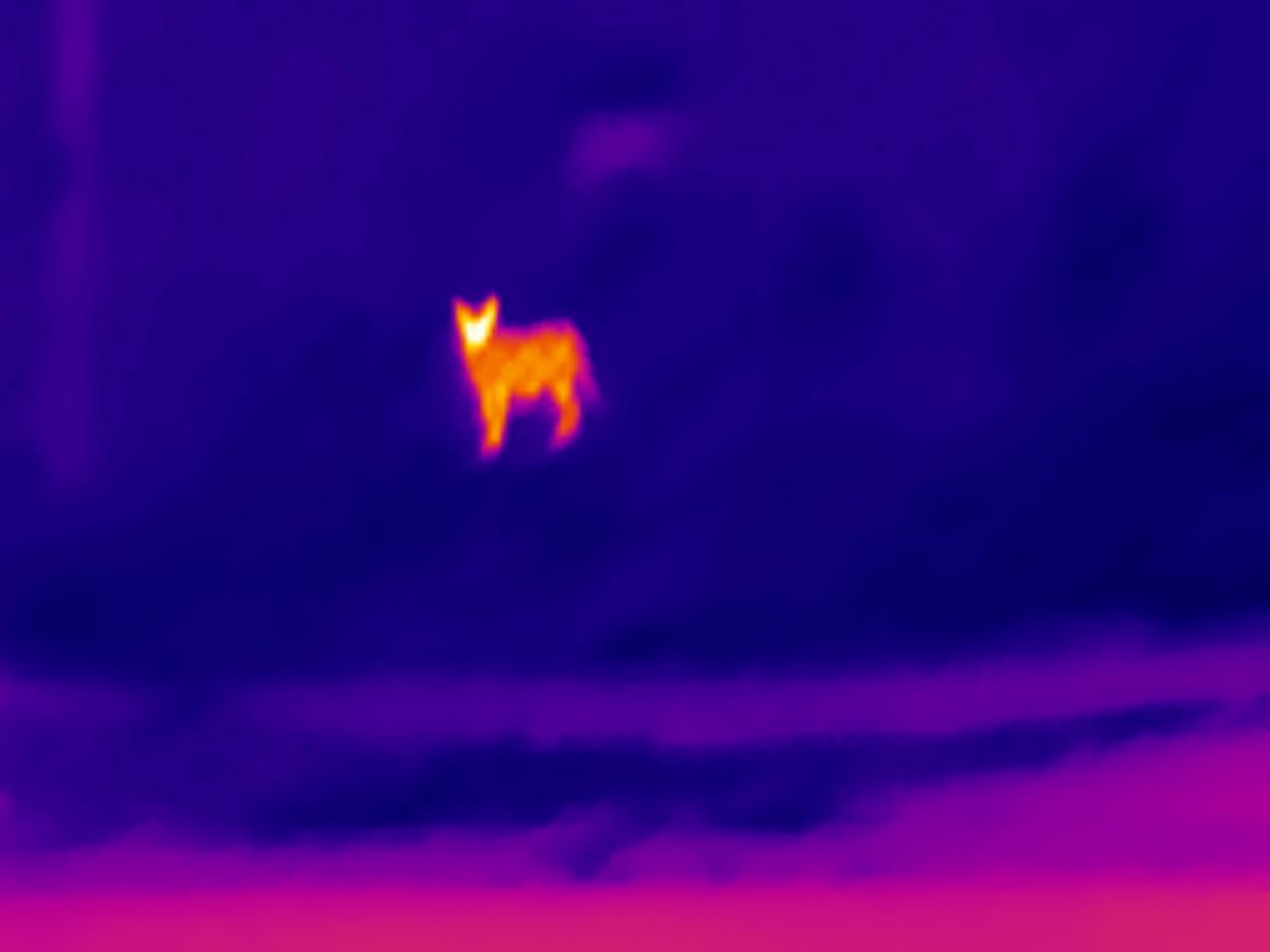 Thermal Master T2 Max sample.